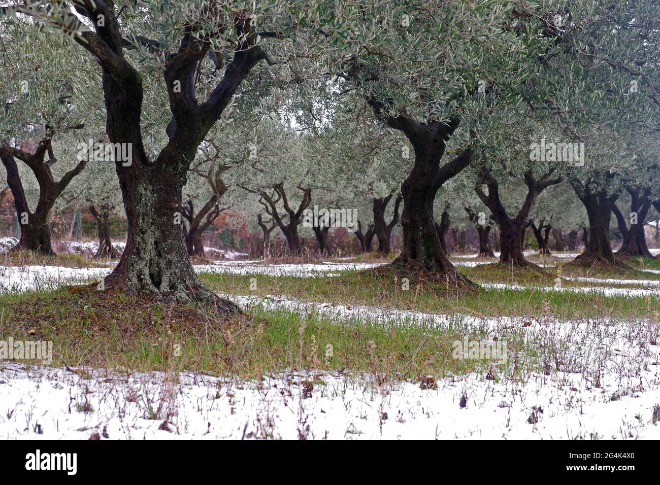 FRANCE. VAR (83) RÉGION AUPS, OLIVERAIE EN HIVER, HAUT VAR Banque D'Images