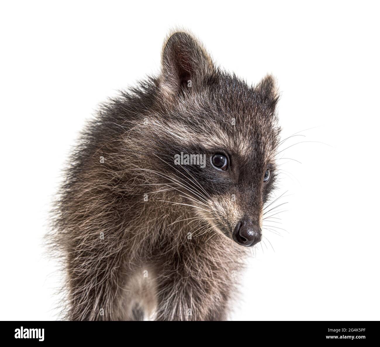 Mignon jeune raton laveur portrait, gros plan, isolé Banque D'Images