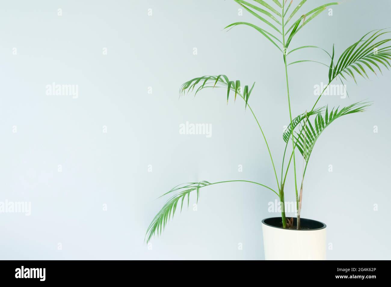 Mur vide avec une plante. Mur bleu clair dans une pièce avec une plante tropicale verte. Photo de haute qualité Banque D'Images