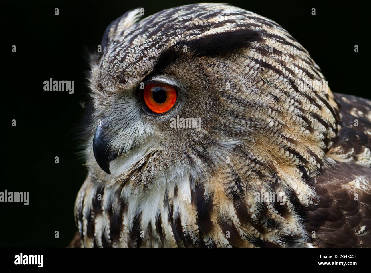 Eagle Owl Bubo Bubo dans la vue étroite Banque D'Images Eagle Owl Bubo Bubo dans la vue étroite Banque D'Images