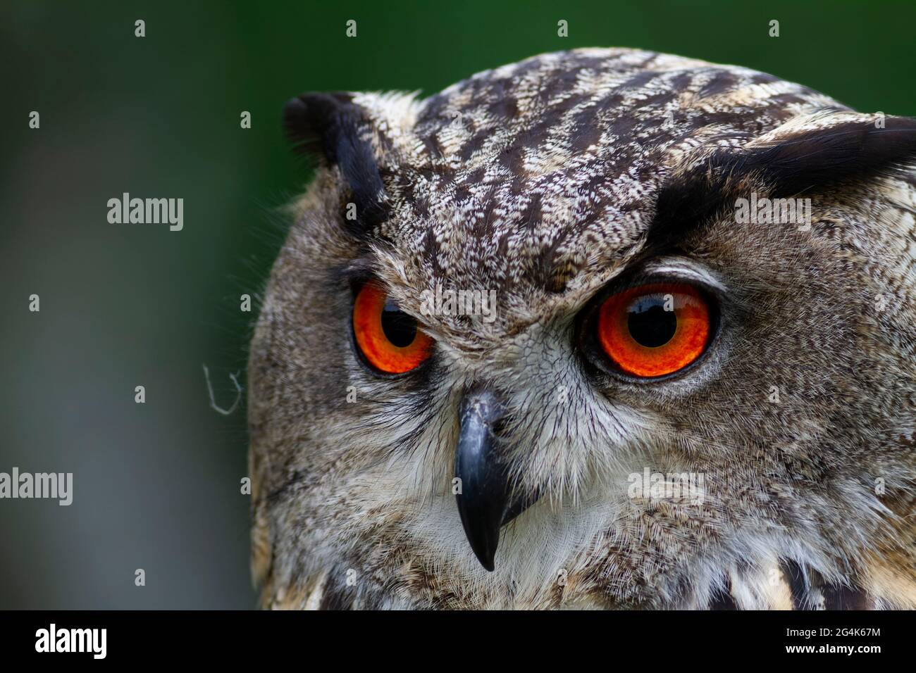 Eagle Owl Bubo Bubo dans la vue étroite Banque D'Images Eagle Owl Bubo Bubo dans la vue étroite Banque D'Images