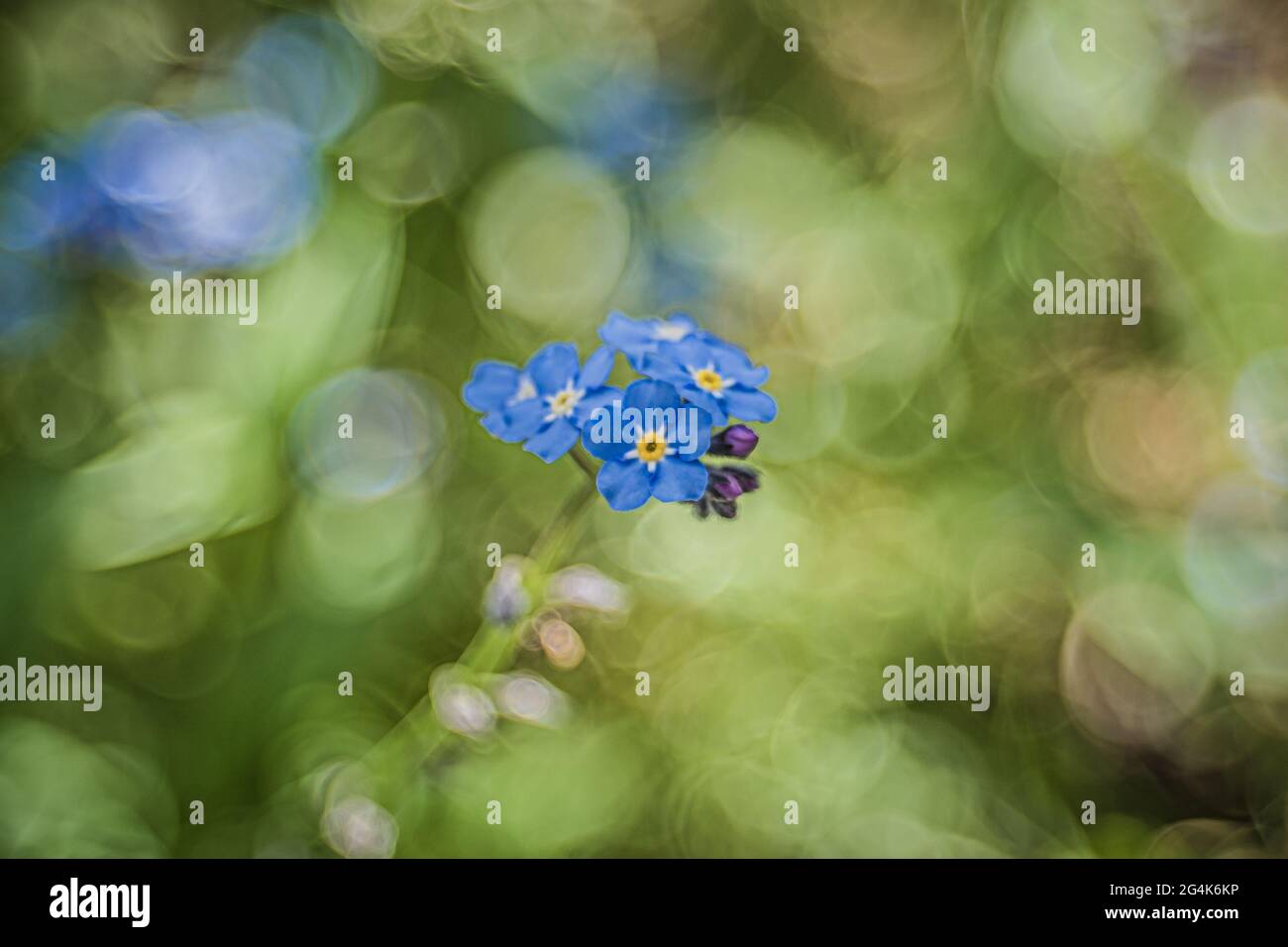 Photo sélective d'un alpine Forget-me-Not Banque D'Images