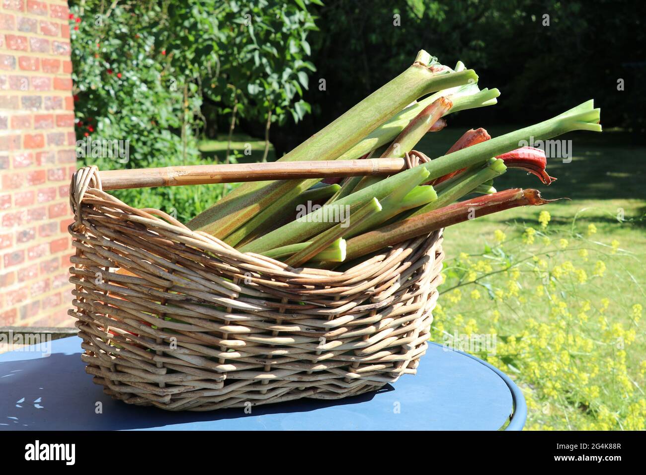 panier avec tiges de rhubarbe fraîchement récoltées Banque D'Images