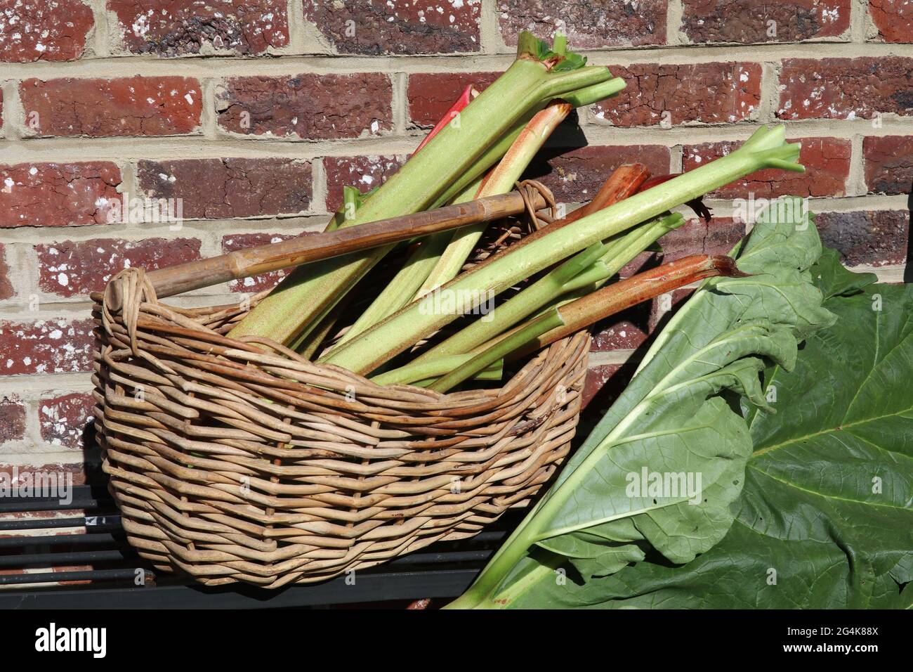 panier avec tiges de rhubarbe fraîchement récoltées Banque D'Images