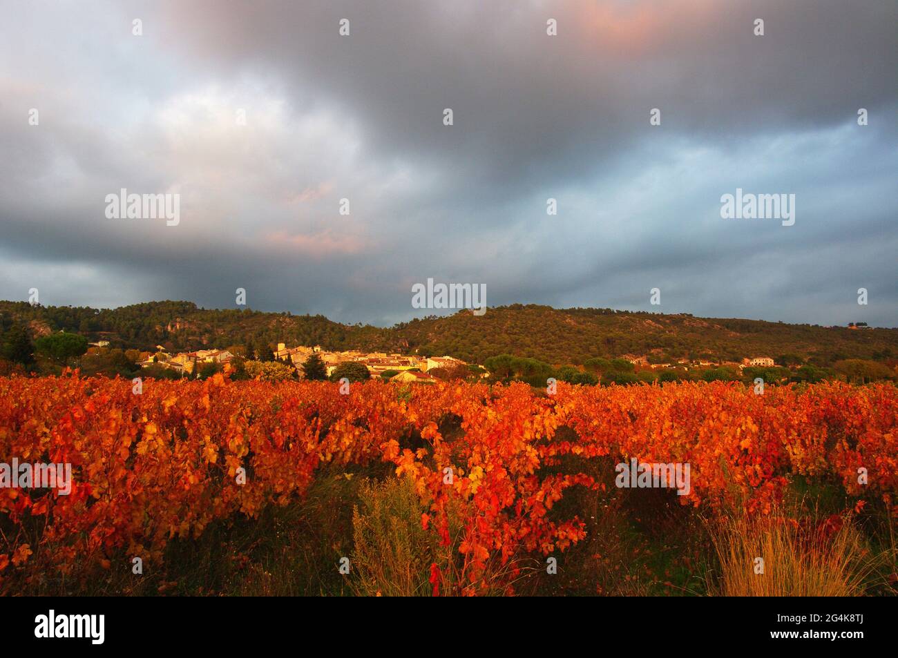FRANCE. VAR (83) HAUT VAR. VIGNOBLES EN AUTOMNE EN FACE DU VILLAGE DE VILLECROZE Banque D'Images