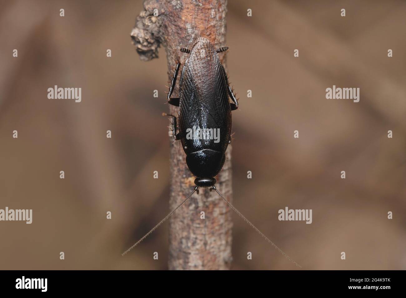 Cafard noir, Ectobius laponicus, Satara, Maharashtra, Inde Banque D'Images