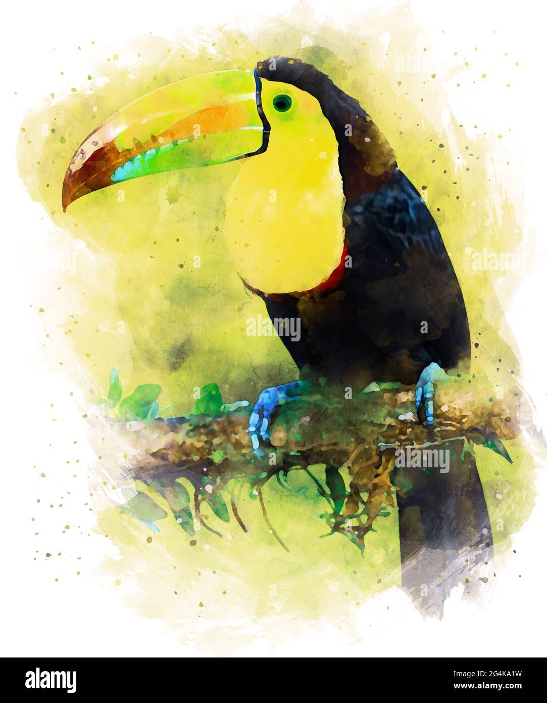 Oiseau de Toucan tropical Banque D'Images