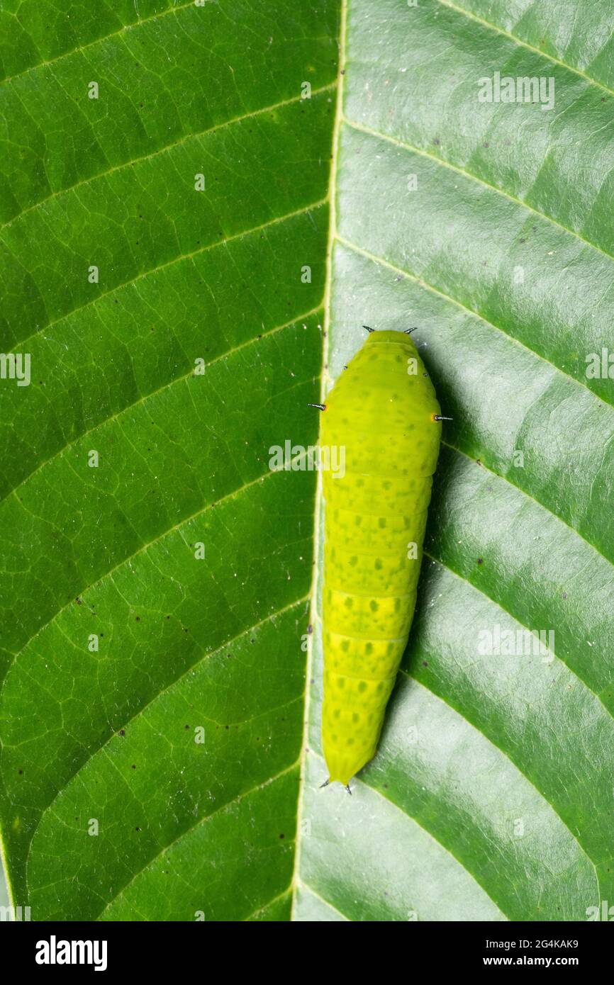 Processus de mariation du papillon de geai commun, Graphium doson, Satara, Maharashtra, Inde Banque D'Images