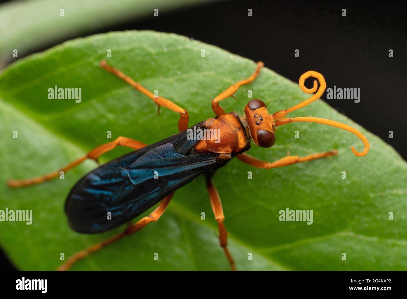 Guêpe de chasseurs d'araignées, Tachypompilus ferrugineus, Satara, Maharashtra, Inde Banque D'Images