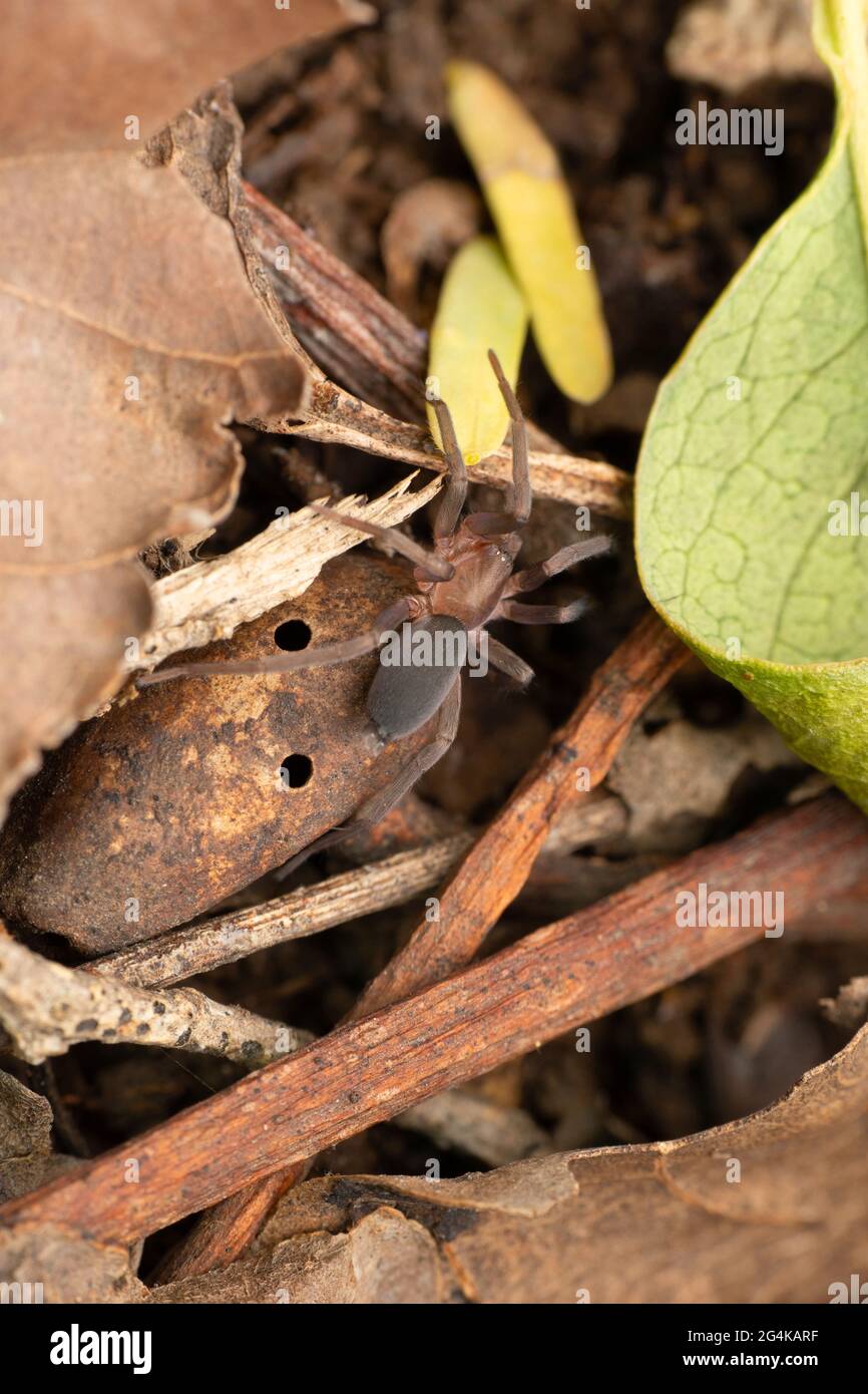 Araignée terrestre furtive, Prodidomus rufus, Satara, Maharashtra, Inde Banque D'Images