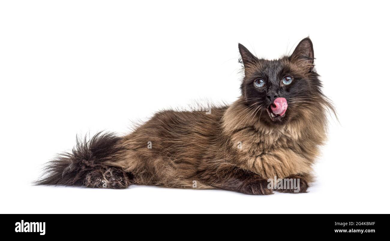 Chat Avec La Bouche Ouverte Banque D Images Detourees Alamy