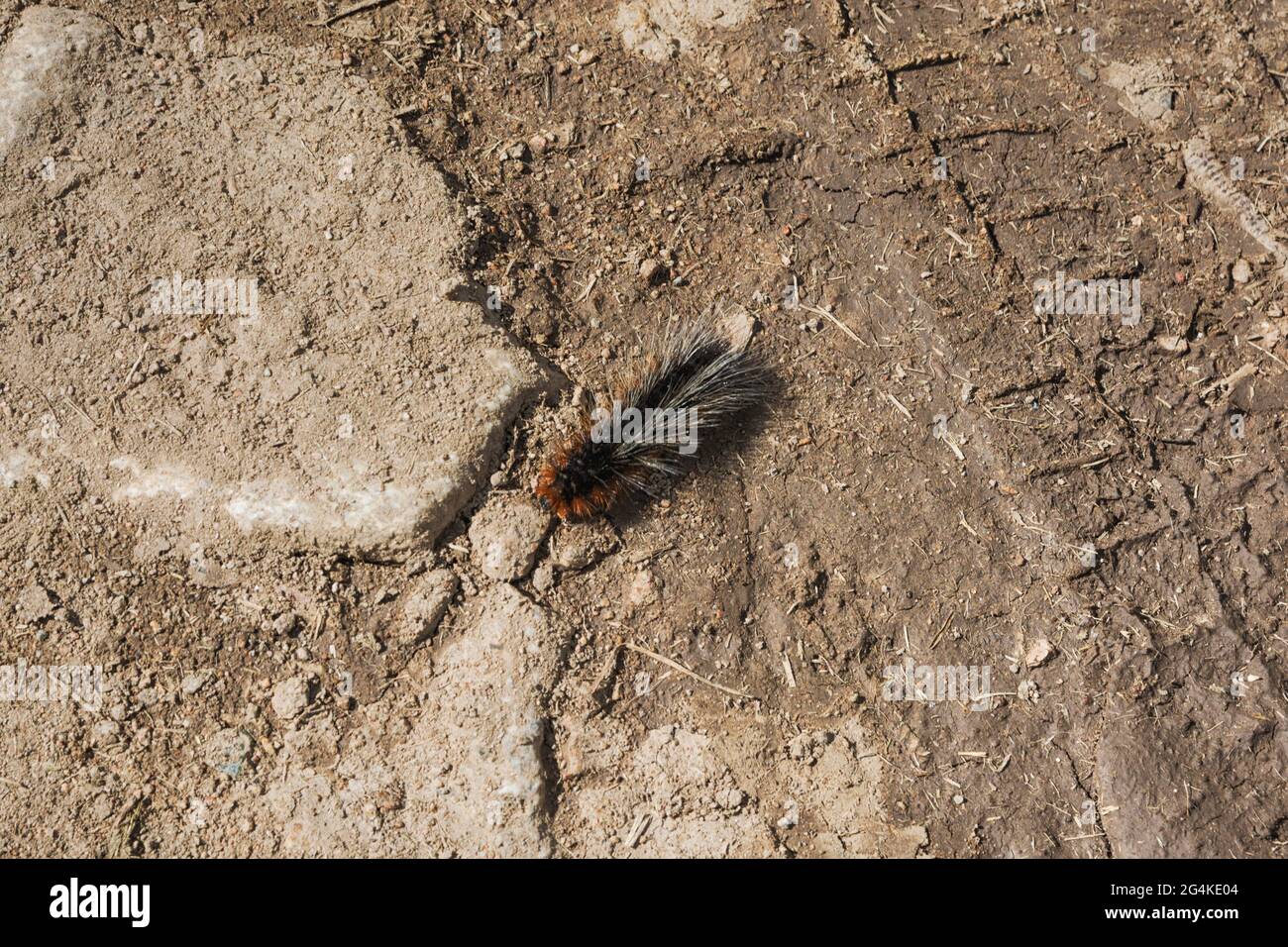 Garden Tiger Moth, Arctia caja - chenille ou larve sur la route. Banque D'Images