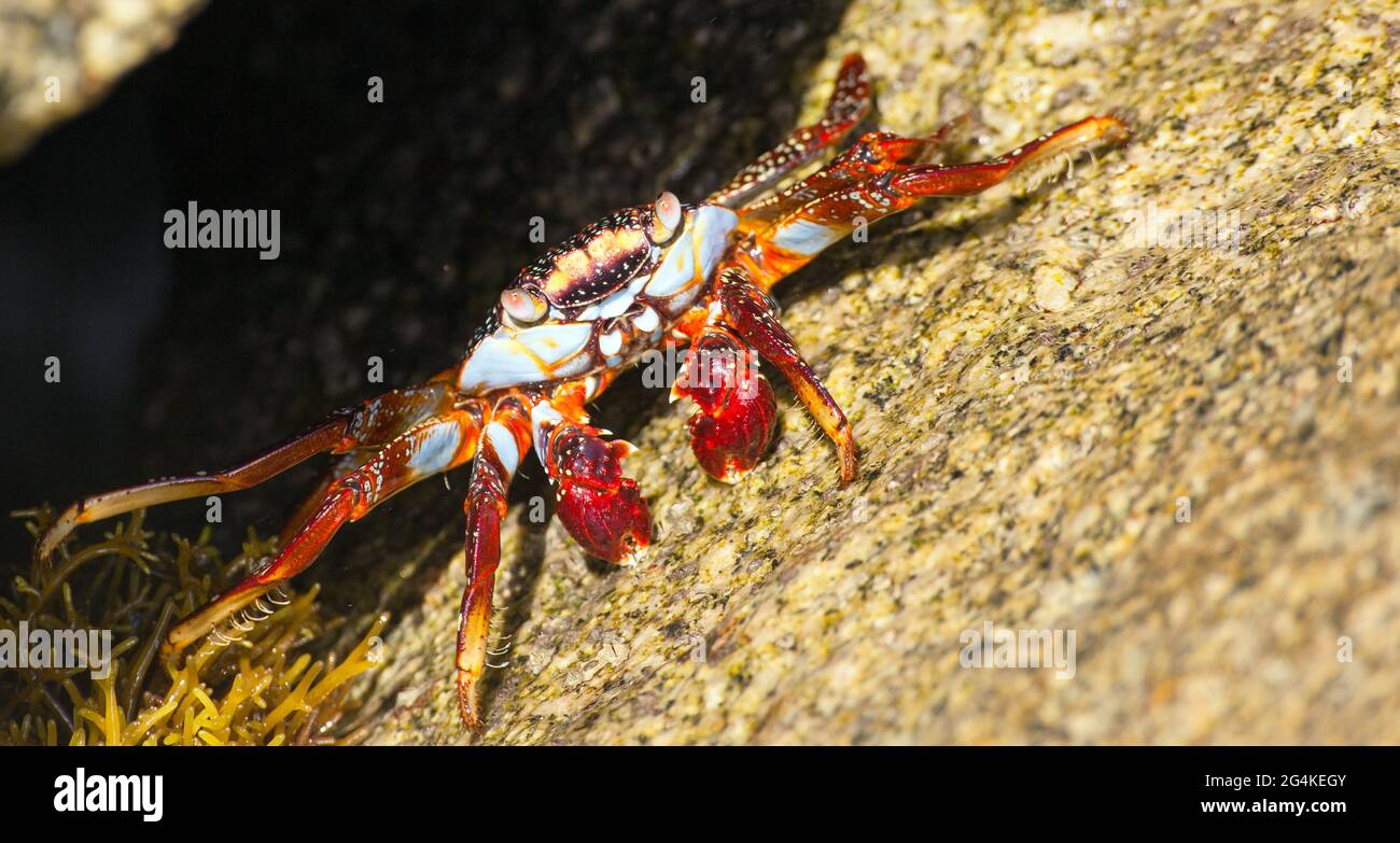 Crabe rouge assis sur la pierre, crustacés de mer, animal aquatique Banque D'Images