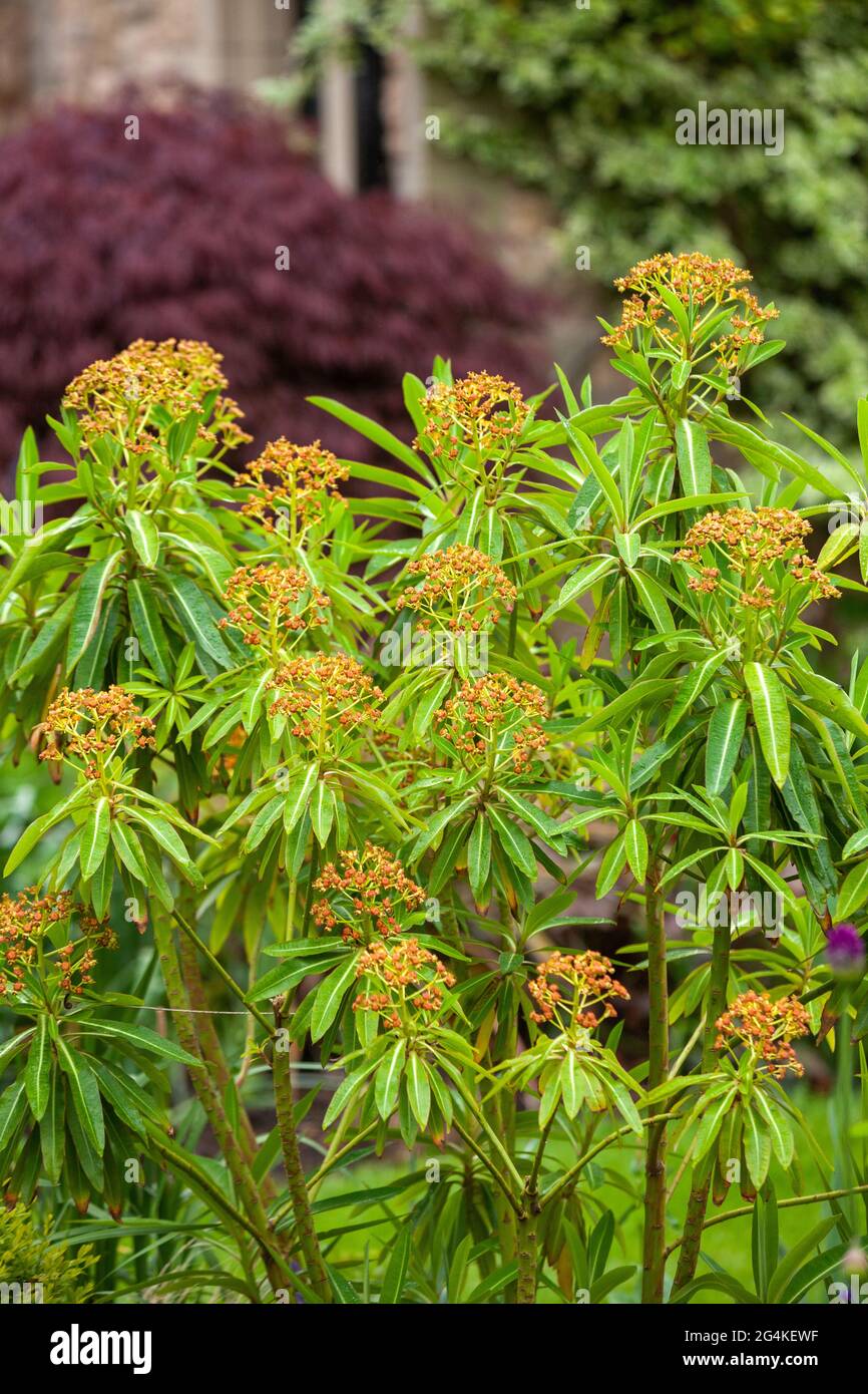 L'Euphorbia mellifera est un beau arbuste semi-vert, ses fleurs d'été parfumée au miel, qui sont populaires auprès des abeilles. Banque D'Images