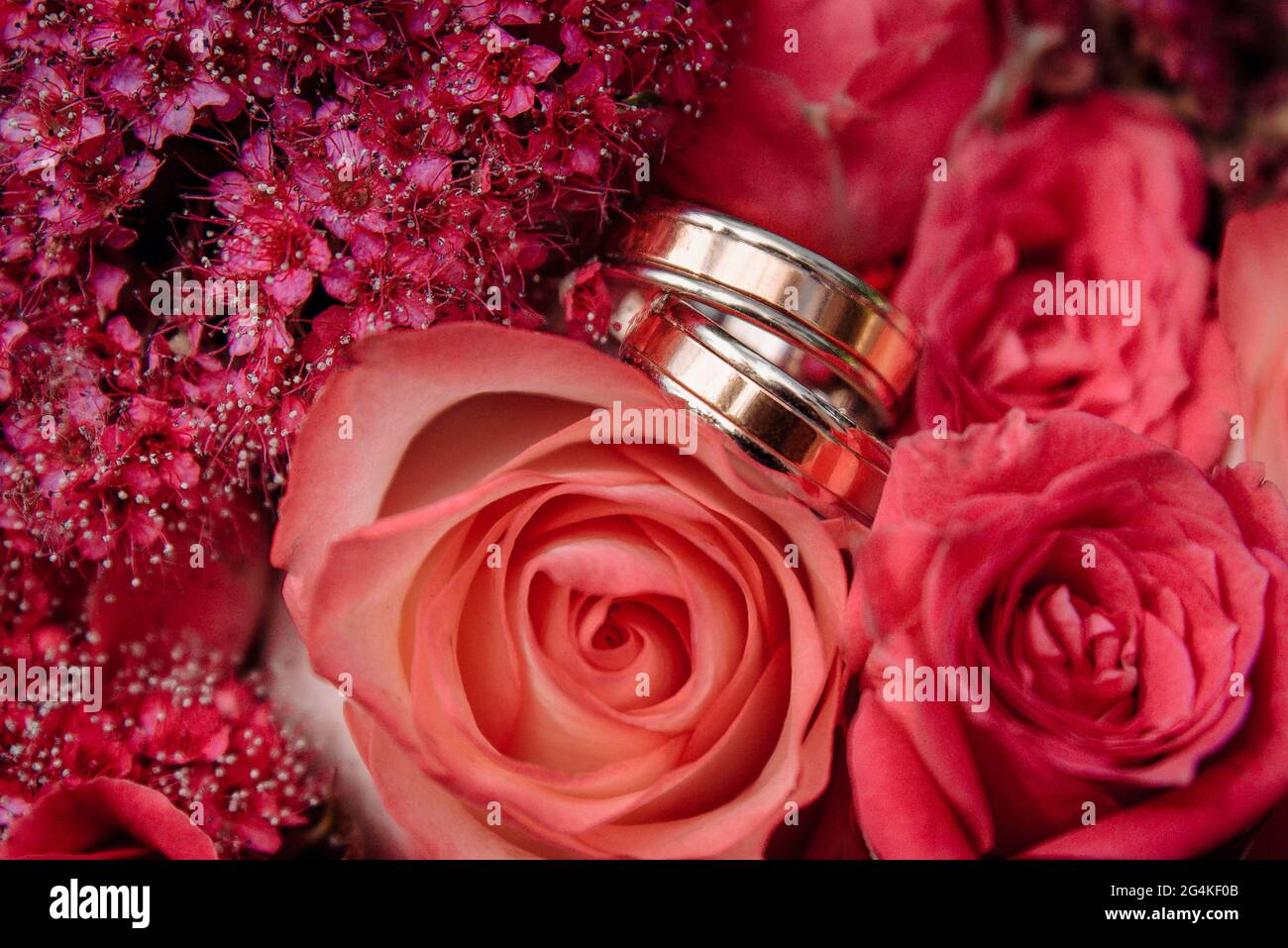 Anneaux de mariage dorés couchés sur une rose rouge vif. Anneaux de mariage de créateurs. Banque D'Images
