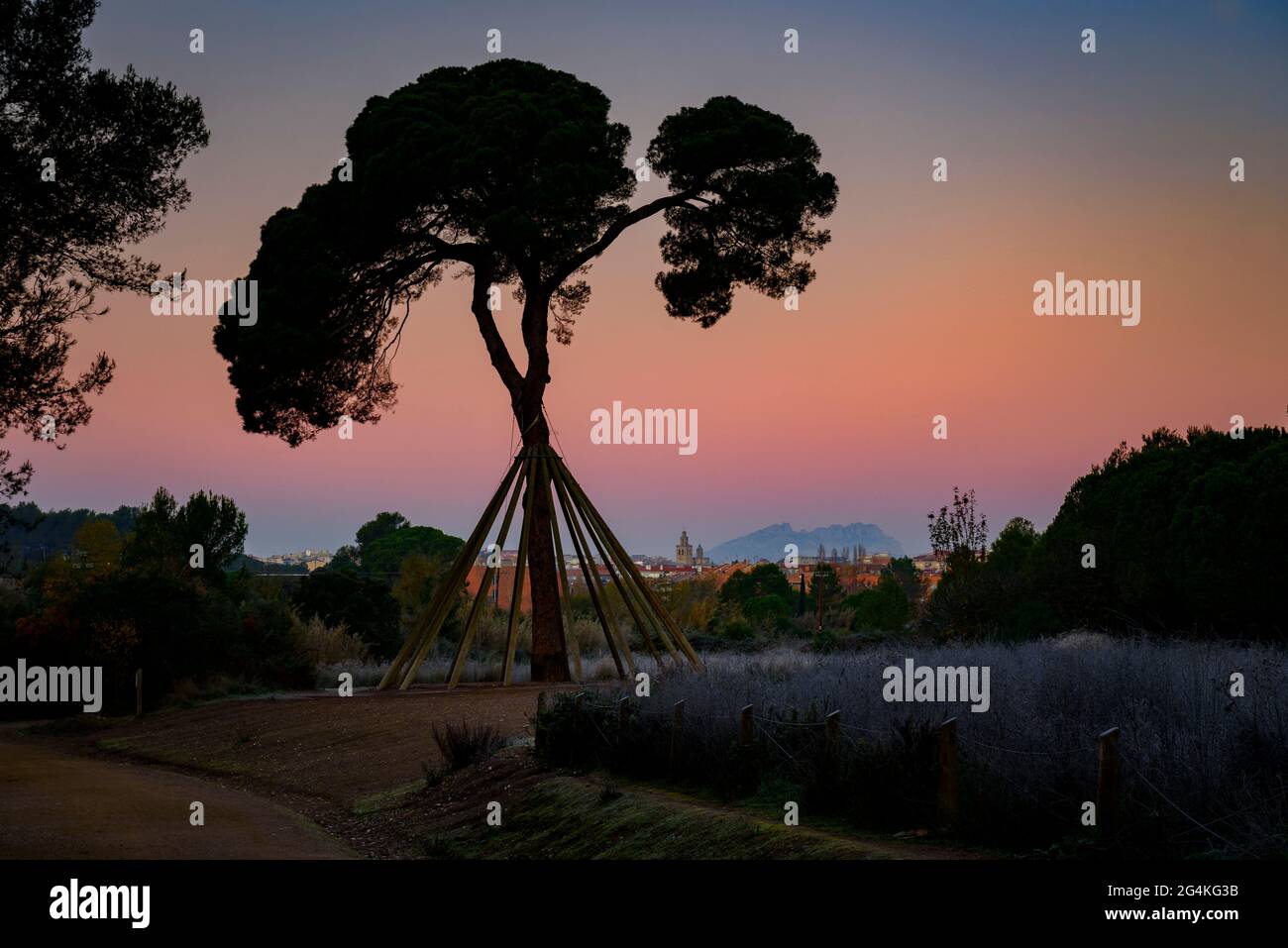 Le pin appelé Pi d'en Xandri, à Sant Cugat del Vallès, au lever du soleil (Vallès Occidental, Barcelone, Catalogne, Espagne) ESP: El pino d'en Xandri, España Banque D'Images