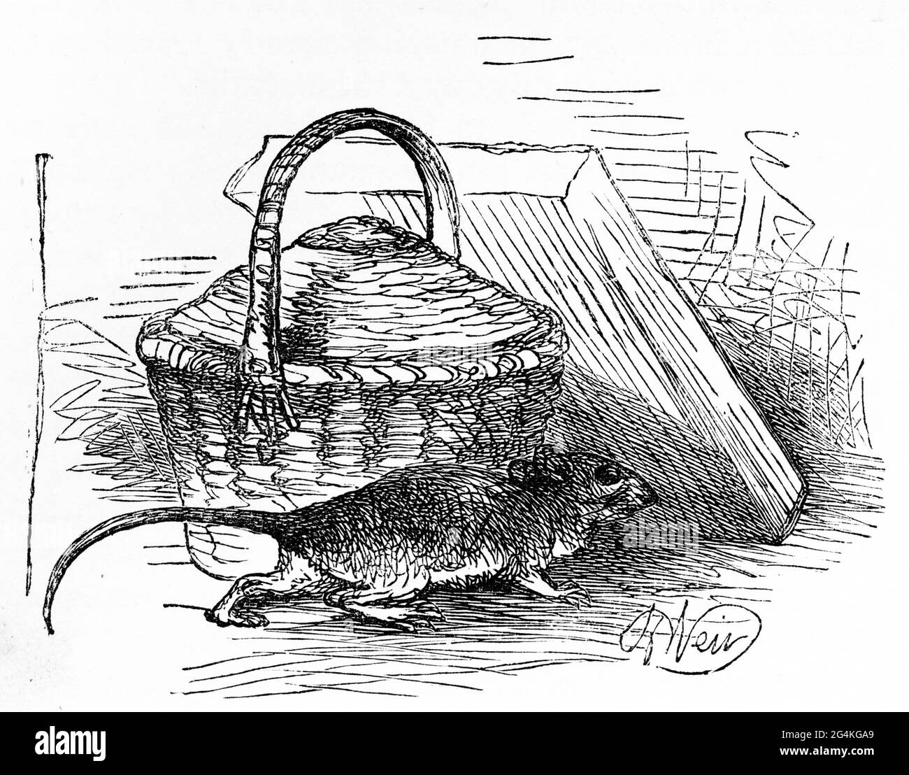 Gravure d'un rat qui se faufile dans la maison Banque D'Images