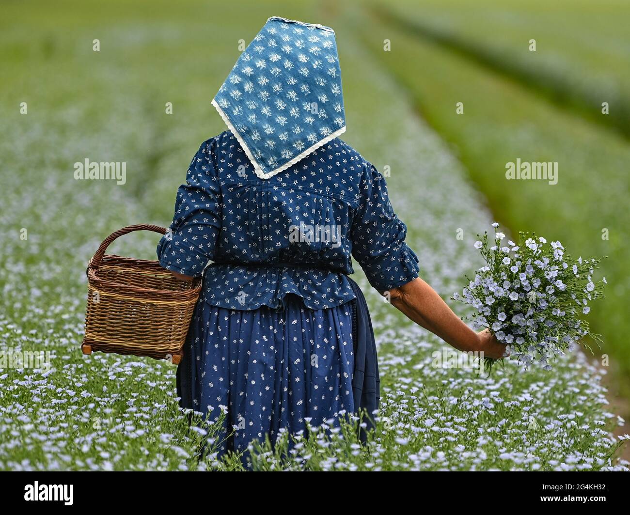22 juin 2021, Brandebourg, Dürrenhofe: Gisela Christl (Spreewald Christl) se dresse en costume sorabe-Wendish sur la touche d'une conférence de presse sur la fleur de lin dans un domaine de la coopérative agricole Unterspreewald, par exemple avec du lin d'huile en fleur. Le lin, dont les meuleuses pressent l'huile de lin « Preewald », pousse sur environ 160 hectares de terres arables dans la région du Spreewald. En raison du temps chaud, les cultures de lin commencent actuellement à fleurir. La graine de lin est une culture traditionnelle du Spreewald. La production d'huile de lin est enracinée dans la région depuis des générations. Banque D'Images