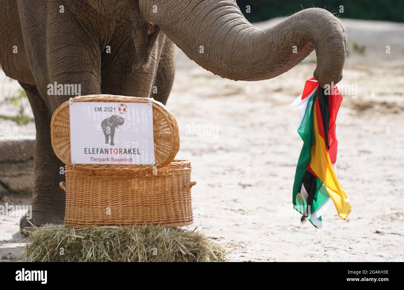 Hambourg, Allemagne. 22 juin 2021. La vache à éléphant Yashoda tient les drapeaux de l'Allemagne et de la Hongrie avec son tronc lors d'un événement de presse au zoo de Hagenbeck. Yashoda, l'Elefantoracle, avait précédemment tiré les deux drapeaux d'un panier en osier. Yashoda était censé prédire le résultat du troisième match de championnat d'Europe entre l'équipe nationale allemande de football et la Hongrie le 23 juin. Credit: Marcus Brandt/dpa/Alay Live News Banque D'Images