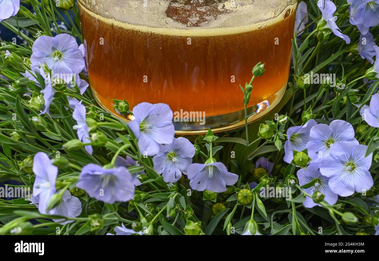 22 juin 2021, Brandebourg, Dürrenhofe: Un verre d'huile de lin et de fleurs de lin sont exposés à la conférence de presse pour la fleur d'huile de lin de la coopérative agricole Untersprewald par exemple Le lin, dont les meuniers pressent l'huile de lin «Spreewald Leinöl», cultive sur environ 160 hectares de terres arables dans la région de Spreewald. En raison du temps chaud, les cultures de lin commencent actuellement à fleurir. La graine de lin est une culture traditionnelle du Spreewald. La production d'huile de lin est enracinée dans la région depuis des générations. Photo: Patrick Pleul/dpa-Zentralbild Banque D'Images