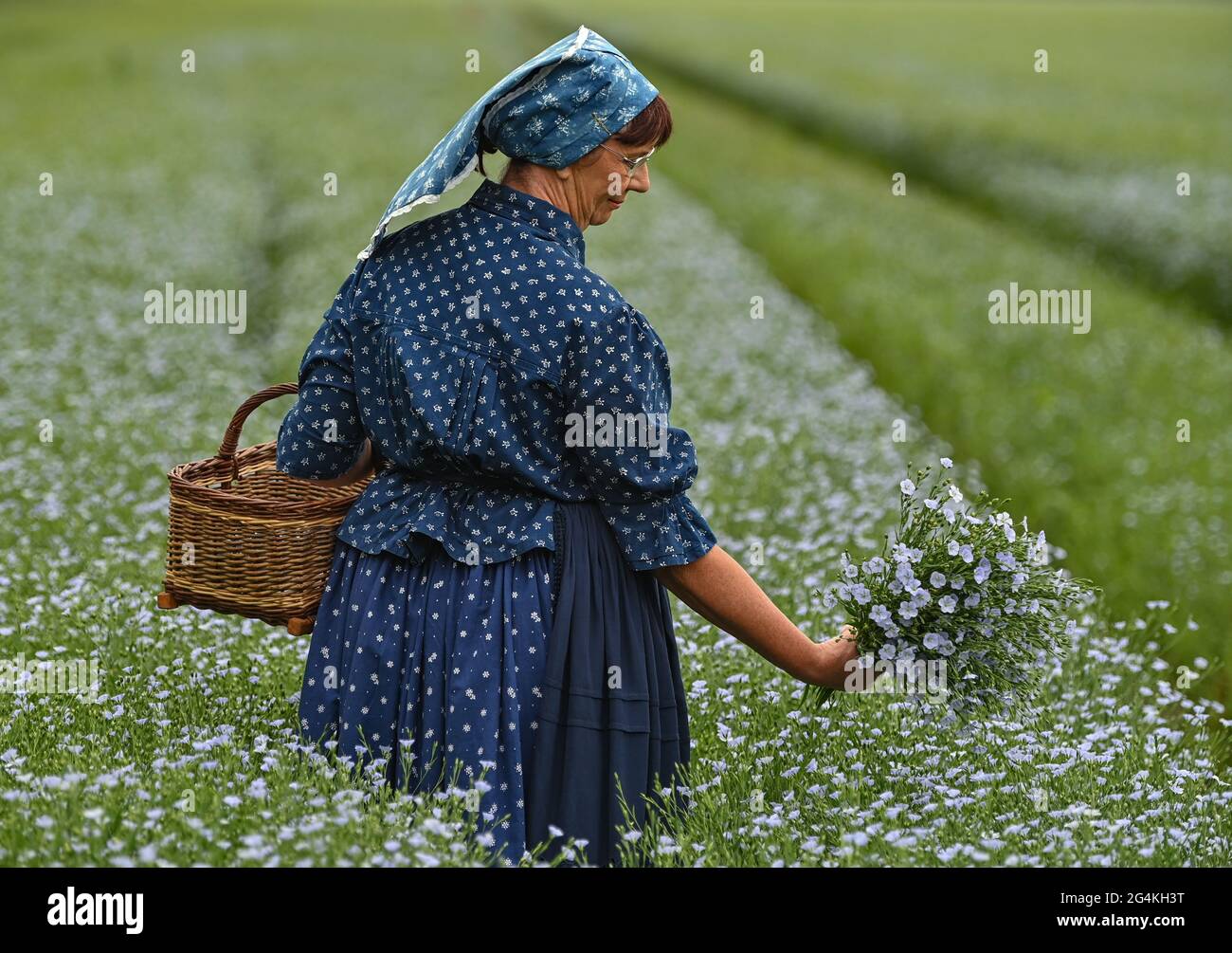 22 juin 2021, Brandebourg, Dürrenhofe: Gisela Christl (Spreewald Christl) se dresse en costume sorabe-Wendish sur la touche d'une conférence de presse sur la fleur de lin dans un domaine de la coopérative agricole Unterspreewald, par exemple avec du lin d'huile en fleur. Le lin, dont les meuleuses pressent l'huile de lin « Preewald », pousse sur environ 160 hectares de terres arables dans la région du Spreewald. En raison du temps chaud, les cultures de lin commencent actuellement à fleurir. La graine de lin est une culture traditionnelle du Spreewald. La production d'huile de lin est enracinée dans la région depuis des générations. Banque D'Images