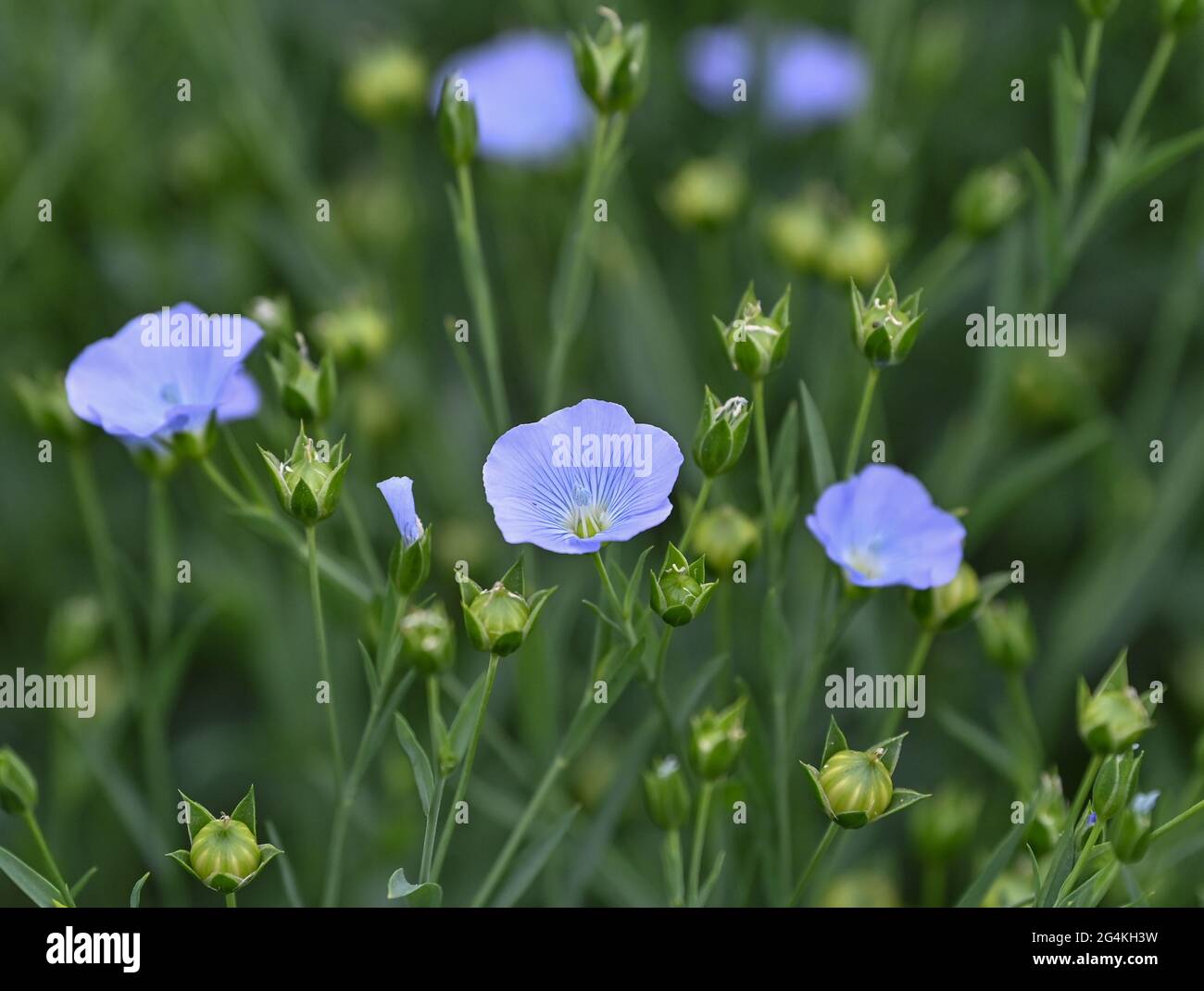 22 juin 2021, Brandebourg, Dürrenhofe: Des fleurs et des fructifications de lin sont vues sur un champ de la coopérative agricole Unterspreewald, par exemple, lors de la conférence de presse sur la fleur de graines de lin. Le lin, dont les meuniers pressent l'huile de lin «Spreewald Leinöl», cultive sur environ 160 hectares de terres arables dans la région de Spreewald. En raison du temps chaud, les cultures de lin commencent actuellement à fleurir. La graine de lin est une culture traditionnelle du Spreewald. La production d'huile de lin est enracinée dans la région depuis des générations. Photo: Patrick Pleul/dpa-Zentralbild/ZB Banque D'Images