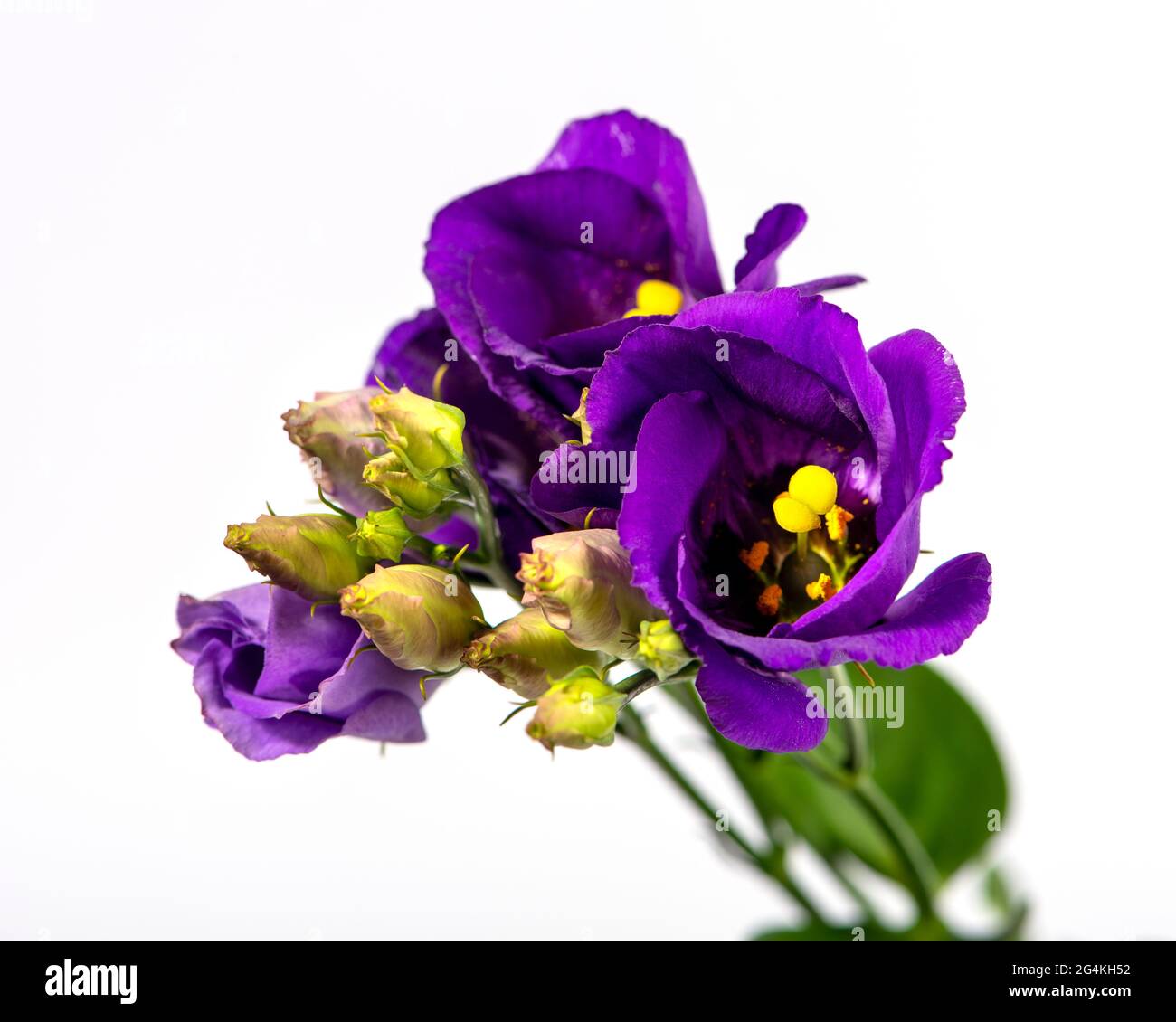 Eustoma, lisianthus ou gentiane de prairie isolé sur fond blanc. Gros plan. Banque D'Images