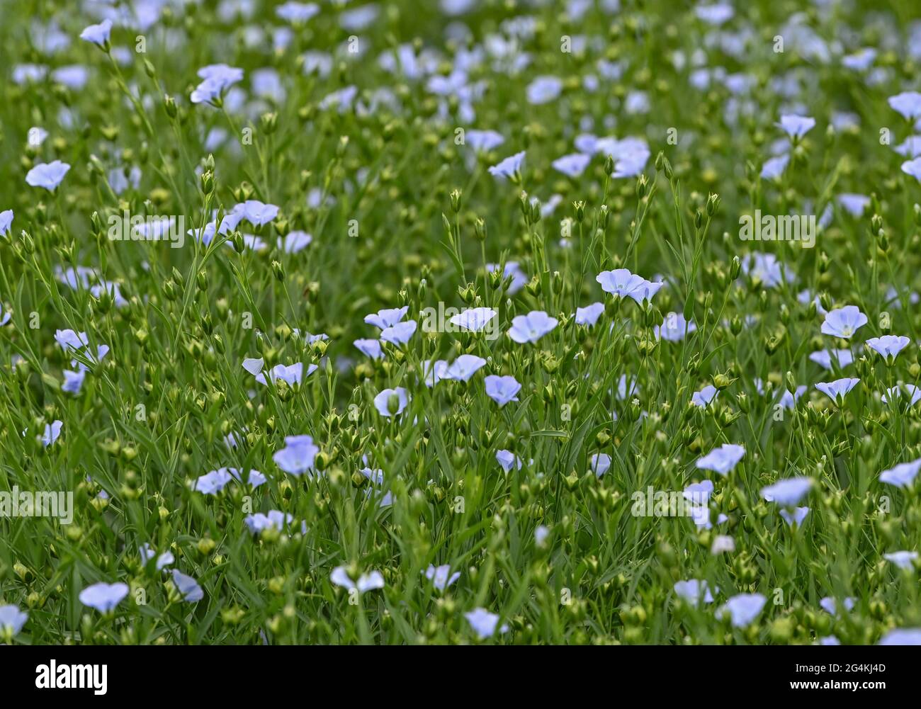 22 juin 2021, Brandebourg, Dürrenhofe: Des fleurs et des fructifications de lin sont vues sur un champ de la coopérative agricole Unterspreewald, par exemple, lors de la conférence de presse sur la fleur de graines de lin. Le lin, dont les meuniers pressent l'huile de lin «Spreewald Leinöl», cultive sur environ 160 hectares de terres arables dans la région de Spreewald. En raison du temps chaud, les cultures de lin commencent actuellement à fleurir. La graine de lin est une culture traditionnelle du Spreewald. La production d'huile de lin est enracinée dans la région depuis des générations. Photo: Patrick Pleul/dpa-Zentralbild/ZB Banque D'Images