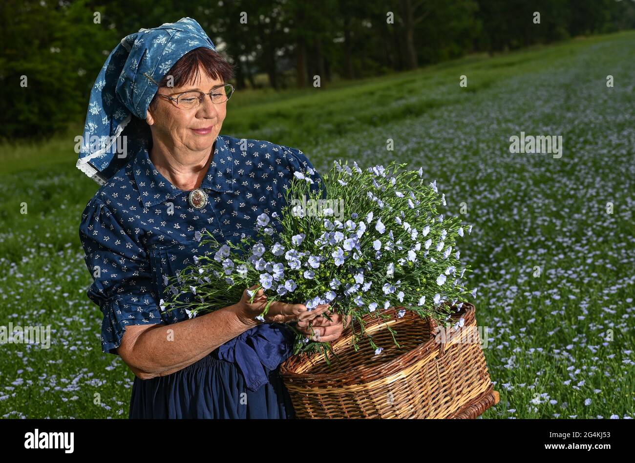 22 juin 2021, Brandebourg, Dürrenhofe: Gisela Christl (Spreewald Christl) se dresse en costume sorabe-Wendish sur la touche d'une conférence de presse sur la fleur de lin dans un domaine de la coopérative agricole Unterspreewald, par exemple avec du lin d'huile en fleur. Le lin, dont les meuleuses pressent l'huile de lin « Preewald », pousse sur environ 160 hectares de terres arables dans la région du Spreewald. En raison du temps chaud, les cultures de lin commencent actuellement à fleurir. La graine de lin est une culture traditionnelle du Spreewald. La production d'huile de lin est enracinée dans la région depuis des générations. Banque D'Images