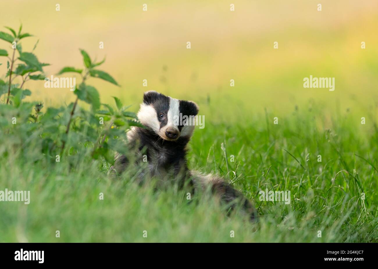Badger, Nom scientifique: Meles Meles. Un blaireau sauvage, originaire d'Eurasie se détendant et se toilettant dans une prairie d'été avec un champ de buttercups jaunes dans t Banque D'Images