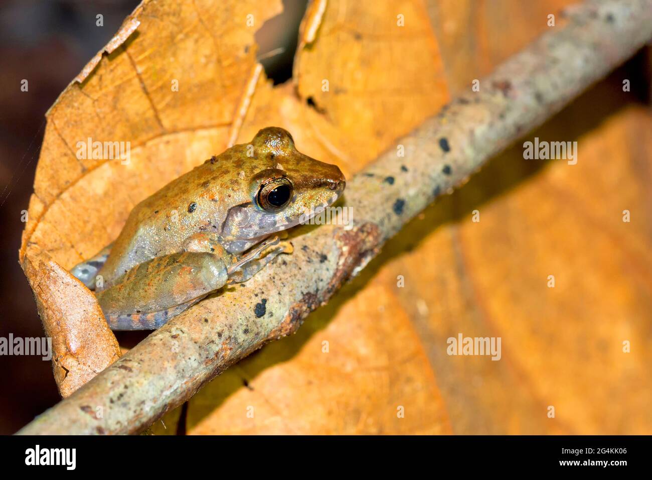 Grenouille tropicale, forêt tropicale, Parc national du Corcovado, zone de conservation d'Osa, Péninsule d'Osa, Costa Rica, Amérique centrale, Amérique Banque D'Images