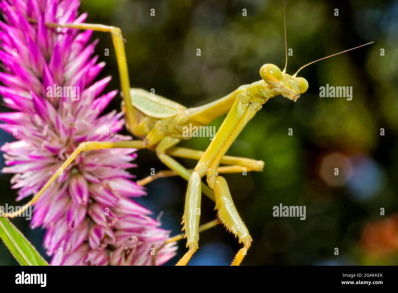 Prière de Mantis, Forêt tropicale, Costa Rica, Amérique centrale, Amérique Banque D'Images