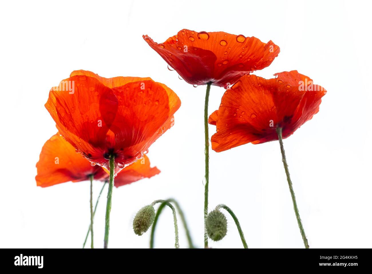 Gros plan de la rosée sur les coquelicots rouges isolés sur fond blanc Banque D'Images