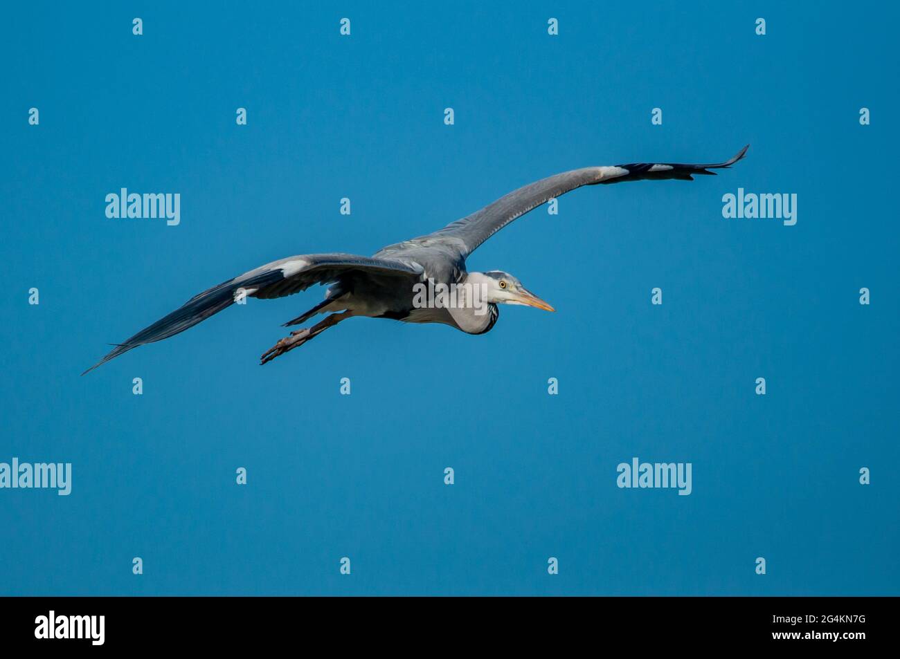 Héron gris (Ardea cinerea) volant dans le ciel Banque D'Images
