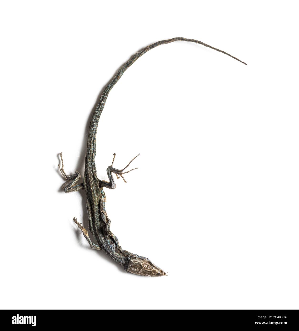 Lézard à paroi commune morte en état de décomposition Banque D'Images