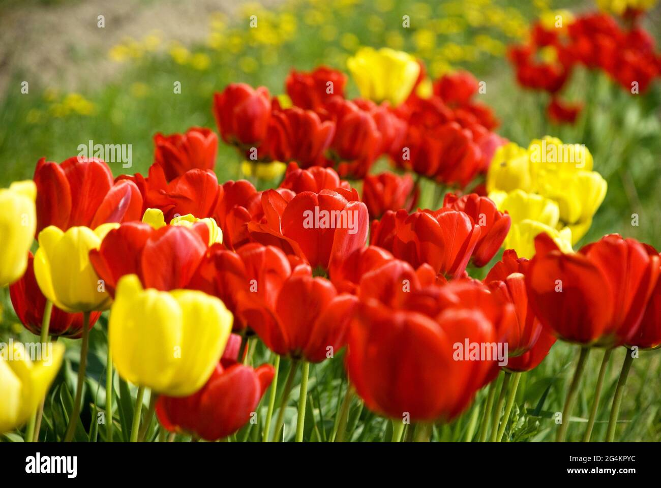 Champ avec des tulipes rouges et jaunes Banque D'Images