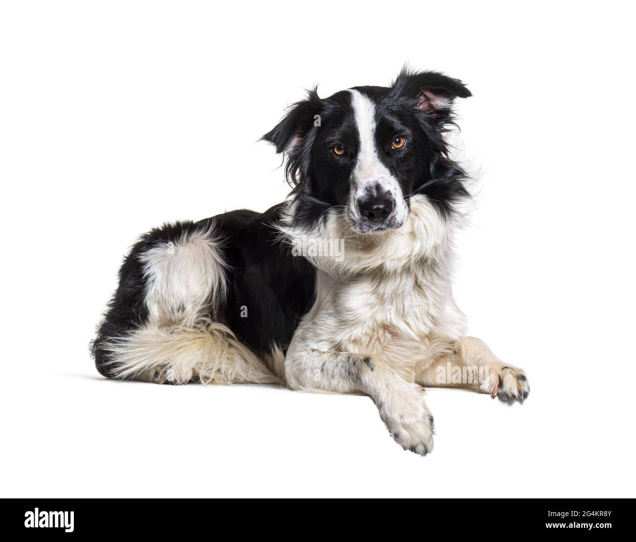 Couché sur un tableau vide Border collie chien regardant la caméra, isolé Banque D'Images