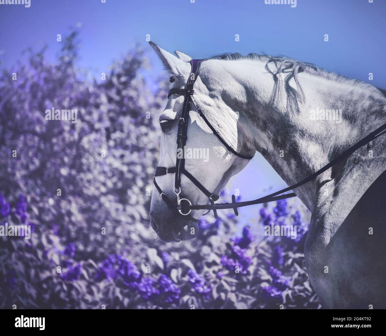 Portrait d'un cheval gris pommier avec une bride sur son museau marchant près d'un buisson mauve lilas, le jour ensoleillé du printemps. La vie équestre. Banque D'Images