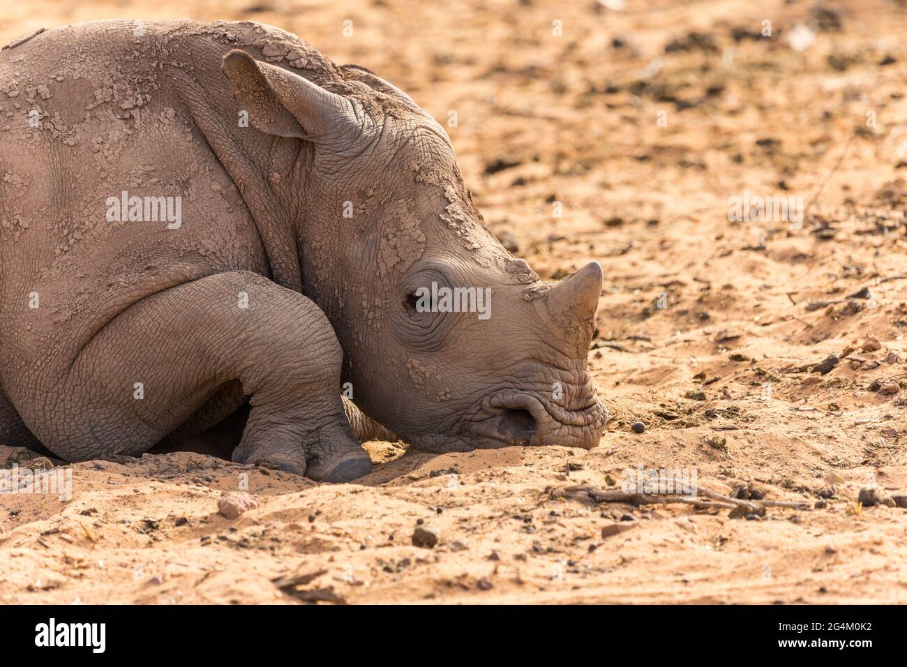 Rhinocéros blancs montrant le visage et la tête avec une petite corne tout en étant allongé dans le sable qui se repose dans la nature de l'Afrique du Sud Banque D'Images