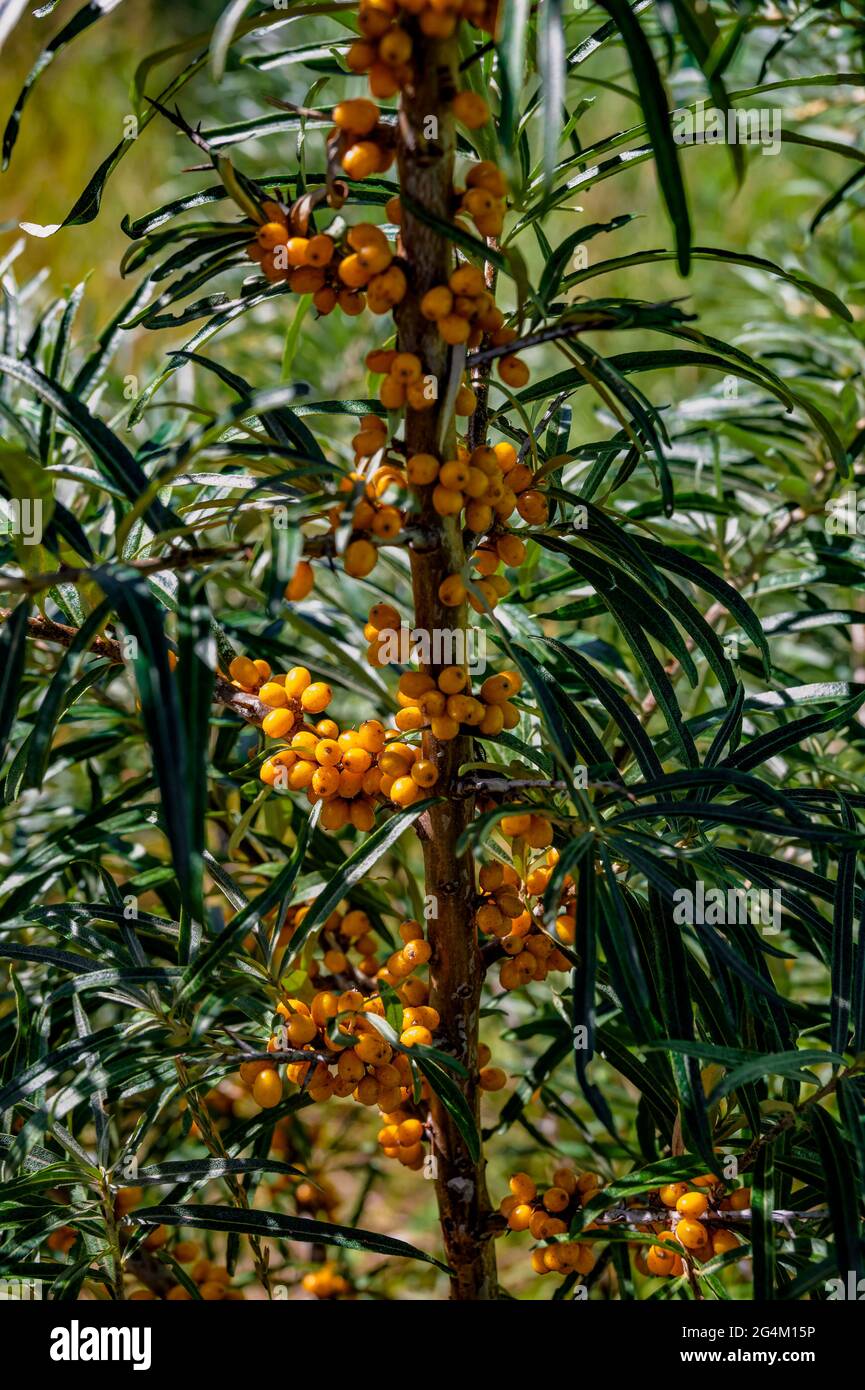 Baies d'argousier mûres et orange sur une brousse au soleil. Banque D'Images