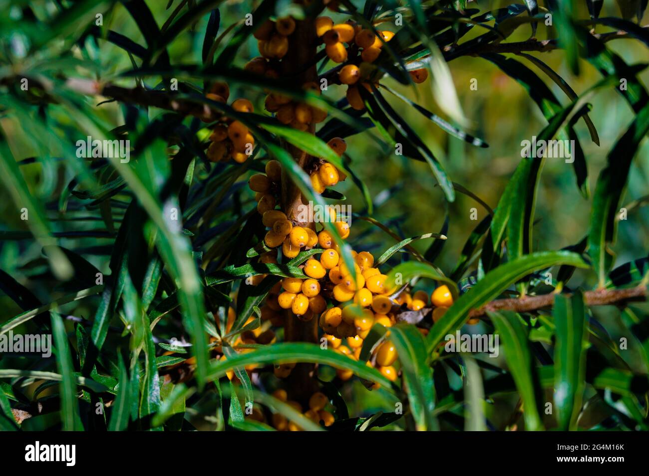 Baies d'argousier mûres et orange sur une brousse au soleil. Banque D'Images