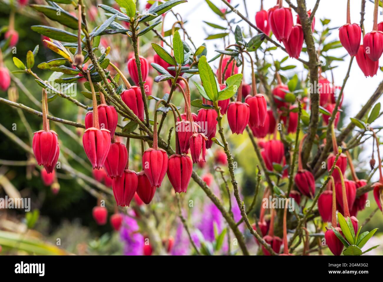 Fleurs cramoisi en forme de lanterne de l'arbre lanterne chilien Crinodendron hookerianum croissant dans un jardin anglais. Banque D'Images