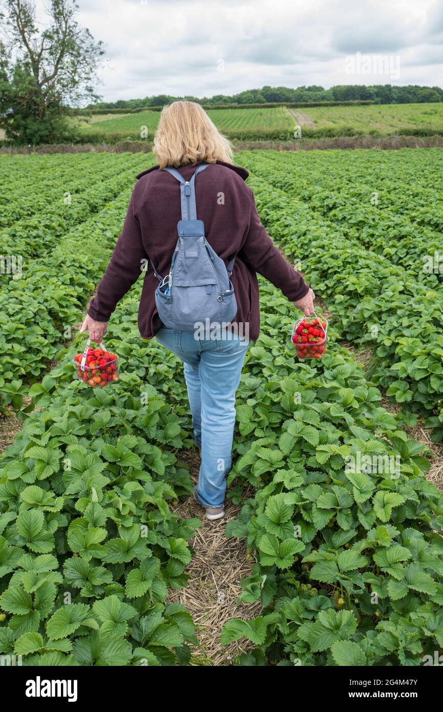 Choisissez votre propre ferme de fruits de fraise. Banque D'Images