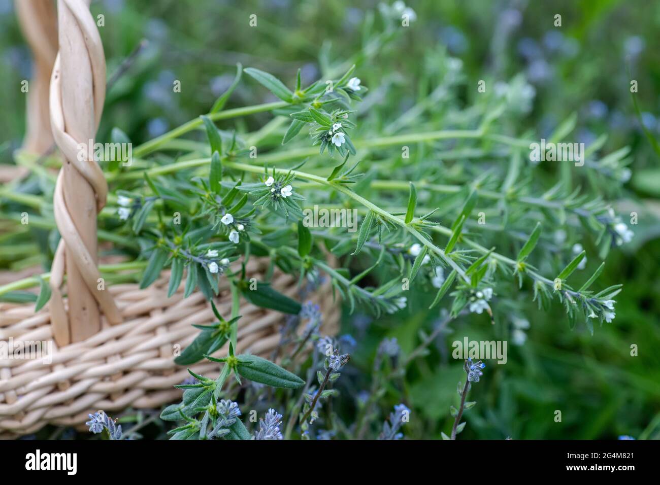 Myosotis stricta, strict Forget-me-not et bleu scorpion herbe fleurs bleues dans le panier avec des fleurs de la même espèce. Récolte des herbes en été Banque D'Images