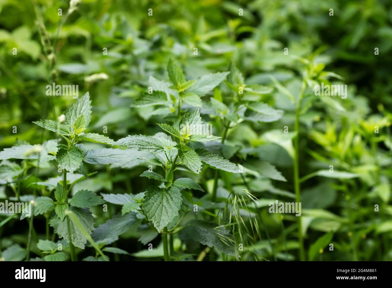 Album de Lamium, ortie blanche ou ortie blanche ne piquent pas dans les prés ou dans la forêt. Plante médicinale sauvage en croissance. Banque D'Images