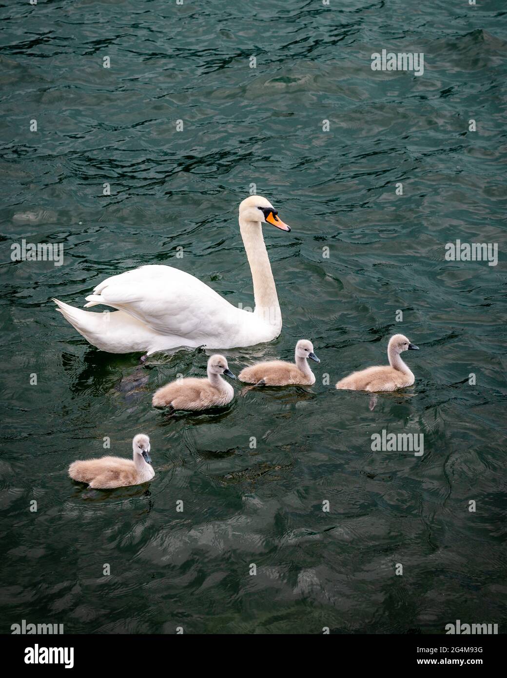 Cygne Blanc Nageant Avec Des Cygnes De Bebe Appele Aussi Flapper Ou Un Cygnet Photo Stock Alamy