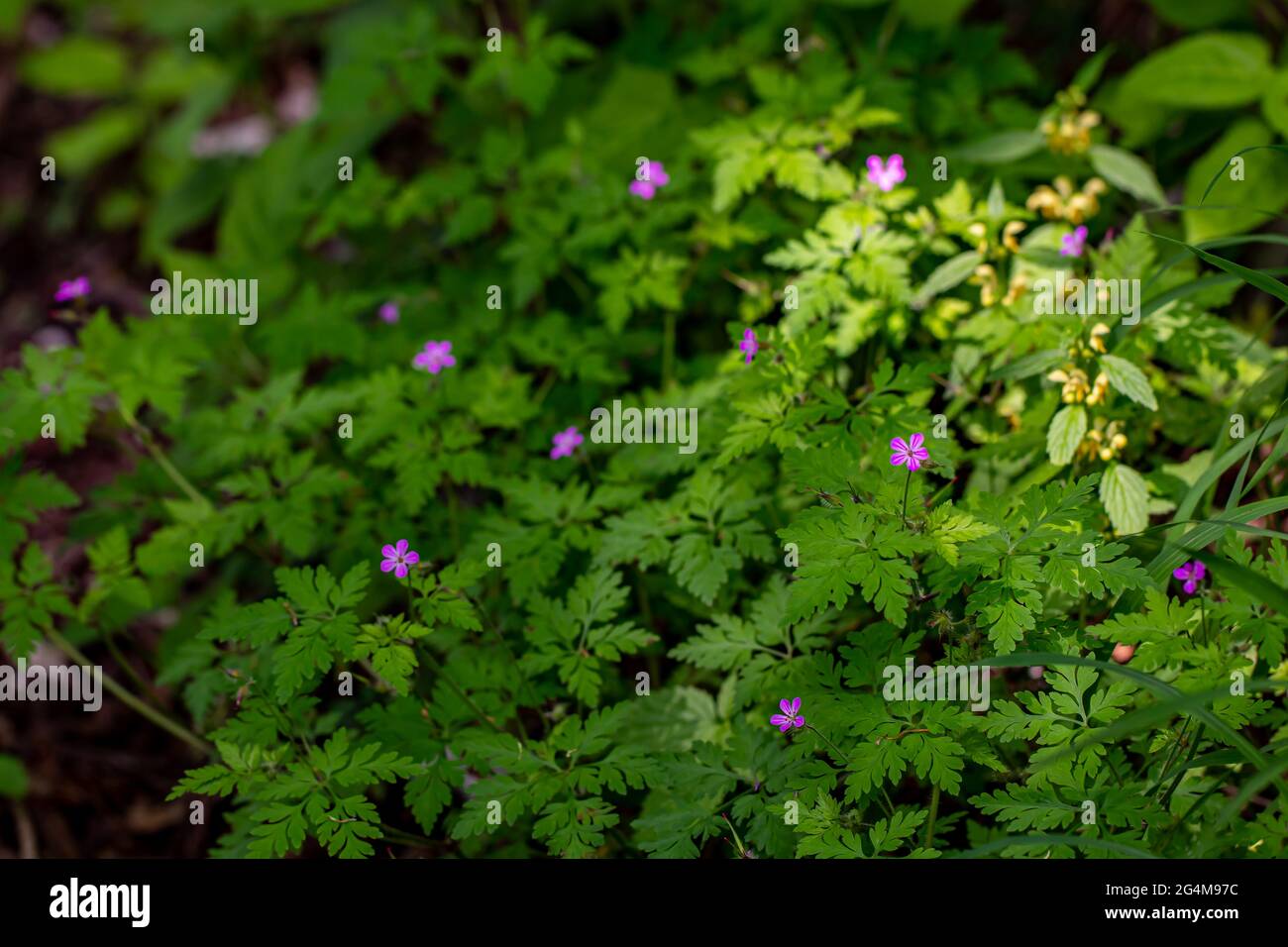 Géranium robertianum en croissance dans le champ Banque D'Images