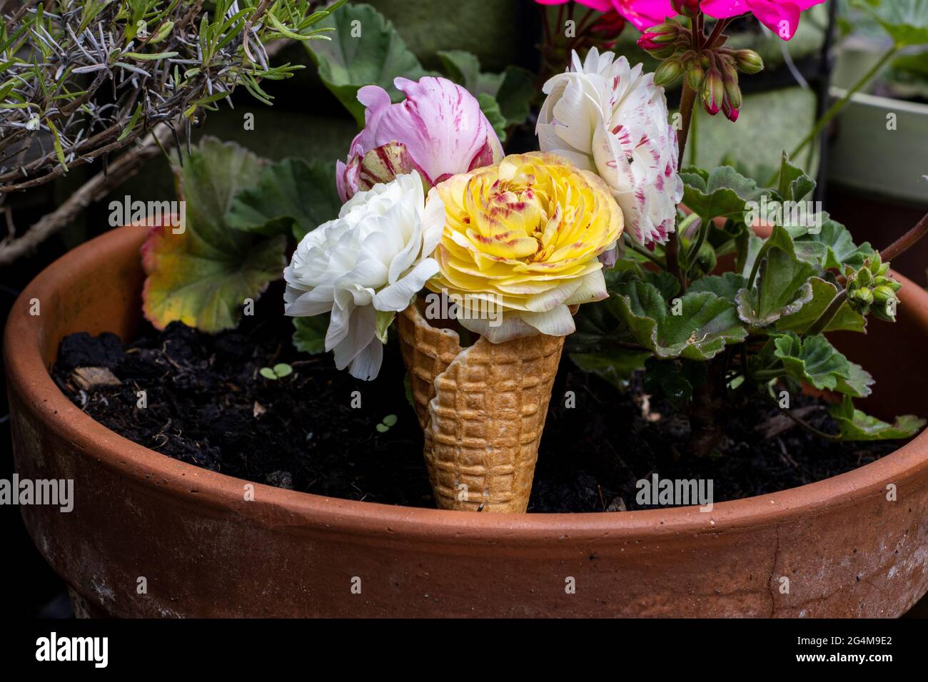 Un cône de glace gaufré avec fleurs printanières dans le jardin Banque D'Images