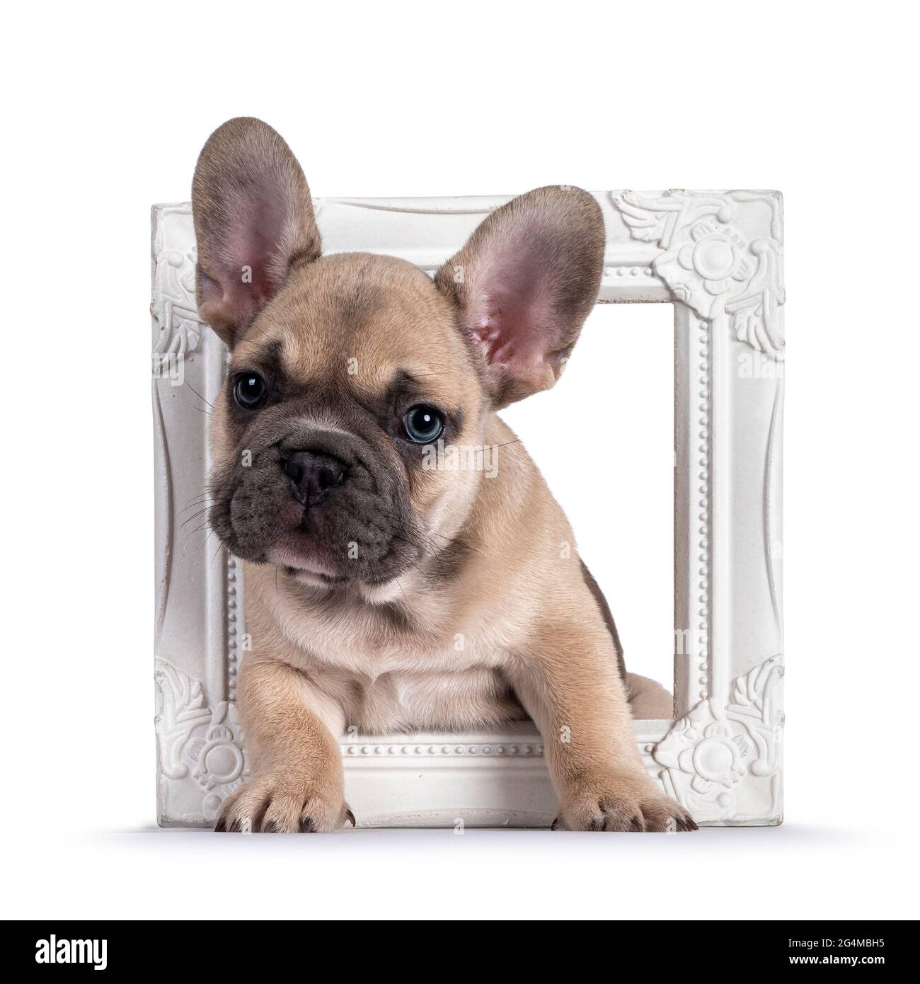 Adorable fauve chiot Bulldog français, debout à travers le cadre photo  regardant curieux vers l'appareil photo avec les yeux bleus. Isolé sur un  fond blanc Photo Stock - Alamy