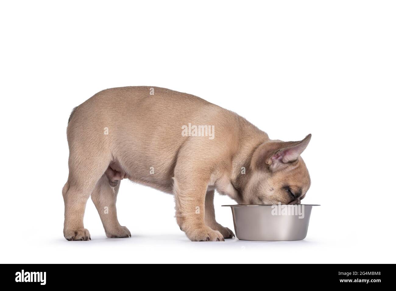 Adorable fauve chiot Bulldog français, debout façons de manger ou de boire à partir d'un bol en métal. Isolé sur un fond blanc. Banque D'Images